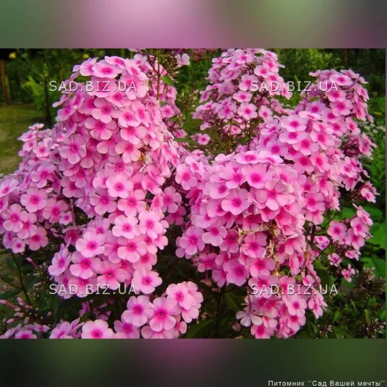 Флокс волотистий 'Miss Pepper' - 1