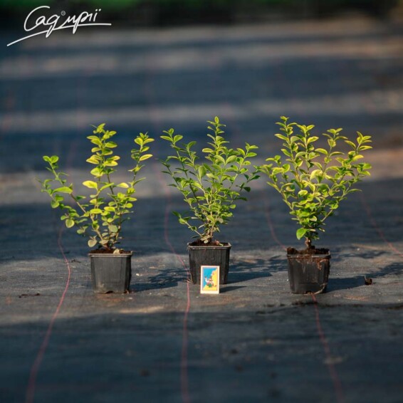 Бирючина овальнолиста 'Aureum', штамбова форма - 9