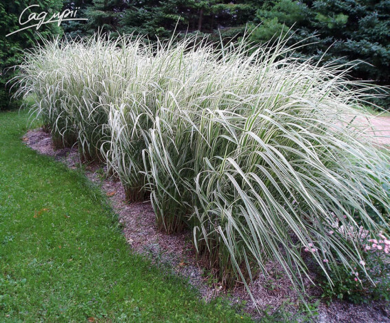 Мискантус китайский 'Variegatus' - 3