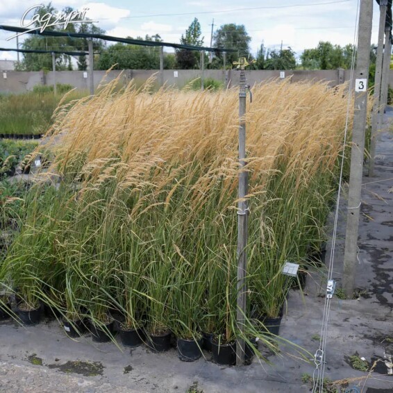 Куничник гостроквітковий 'Karl Foerster' - 4