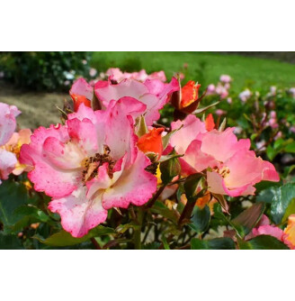 Роза 'Bee Proud'®