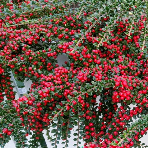 Кизильник лежачий 'Streib's Findling' - 1