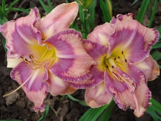 Лилейник 'Mildred Mitchell' - 1