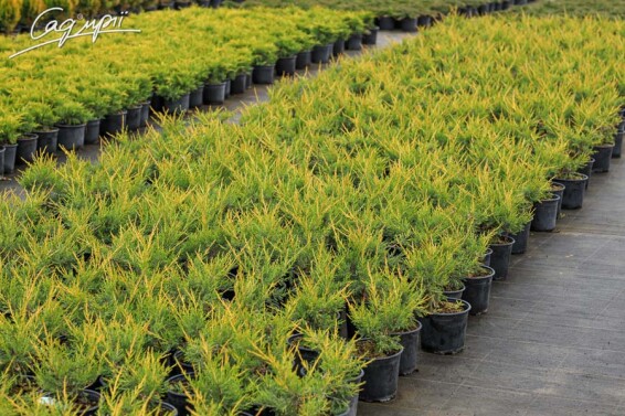 Можжевельник китайский 'Kuriwao Gold' #7, WRB 200-250 - 1