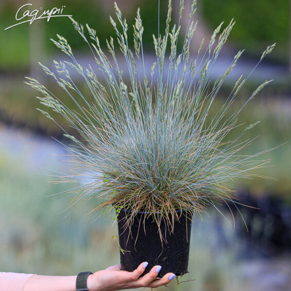 Овсяница пепельная 'Blauglut' - 1