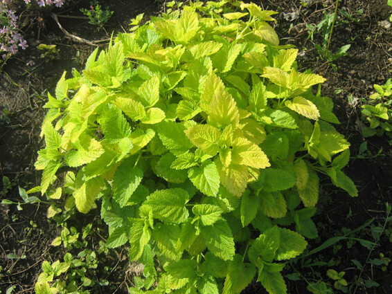 Мелисса лекарственная 'Aurea' - 1 Мелисса лекарственная 'Aurea' - 1