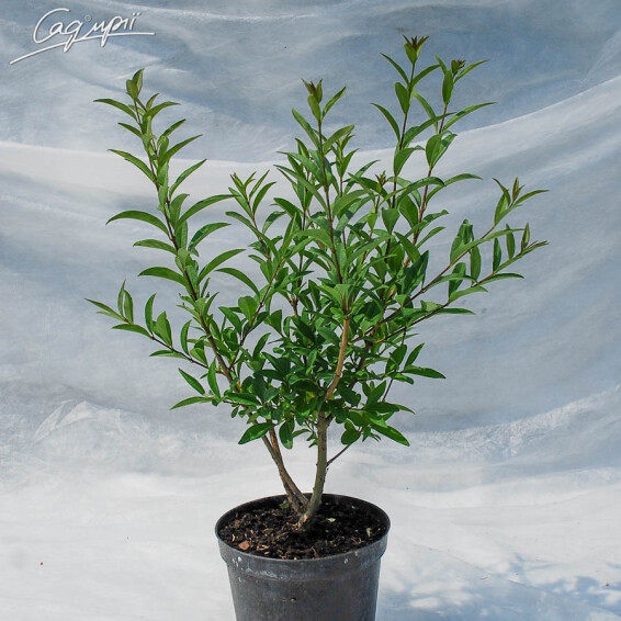 Бирючина обыкновенная 'Atrovirens' - 1
