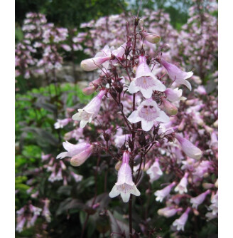 Пенстемон 'Dark Towers'