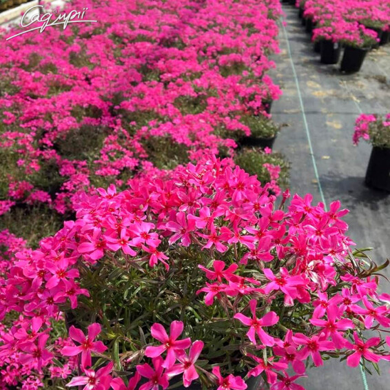 Флокс шилоподібний 'Scarlet Flame' - 1