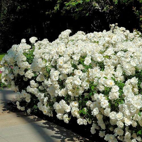 Троянда грунтопокривна 'Swany' - 5 Троянда грунтопокривна 'Swany' - 5