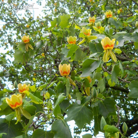 Лириодендрон тюльпановидный #3, С60 10-12--14--16 300-350 St. 1/2 - 2