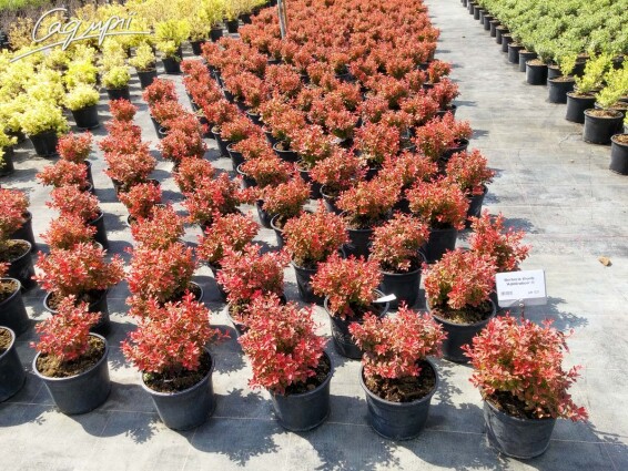 Барбарис Тунберга 'Admiration' - 3 Барбарис Тунберга 'Admiration' - 3