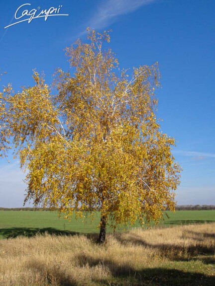 Береза плакуча - 3