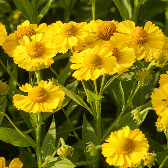 Гелениум гибридный 'Kanaria', C2 - - 4