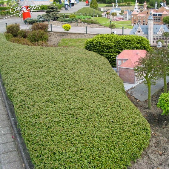 Кизильник Даммера 'Major' - 1