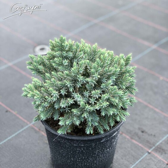 Можжевельник чешуйчатый 'Blue Star' #2, C3 - - - - 7