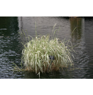 Глицерия большая 'Variegata'