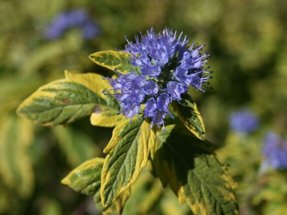 Каріоптеріс кландонський 'Summer Sorbet' ® - 1