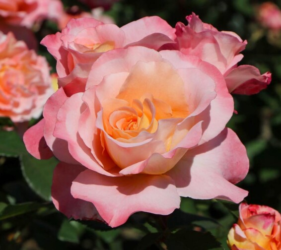 Роза английская парковая 'Augusta Luise' - 2