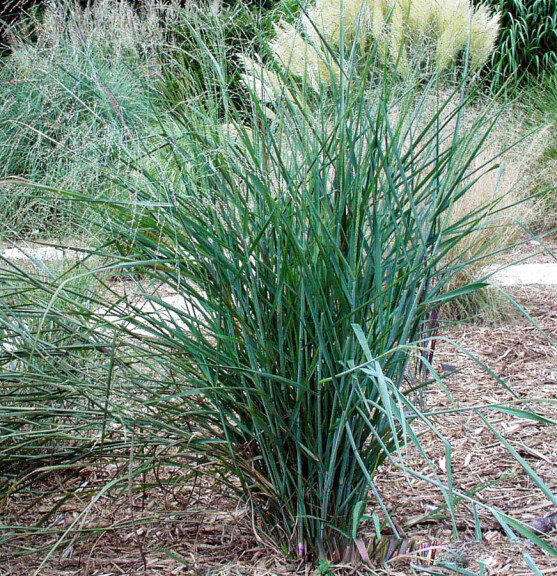 Просо вербовидне 'Prairie Sky', C3 - - 2