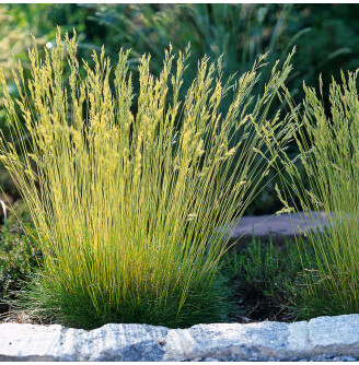 Костриця волотиста