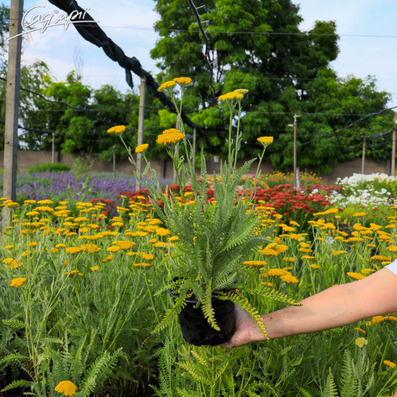 Тысячелистник таволговый 'Schwellenburg', p9 - - 3 Тысячелистник таволговый 'Schwellenburg', p9 - - 3