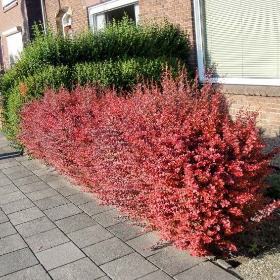 Барбарис Tунберга 'Atropurpurea' #3, C3 40-50 - 5