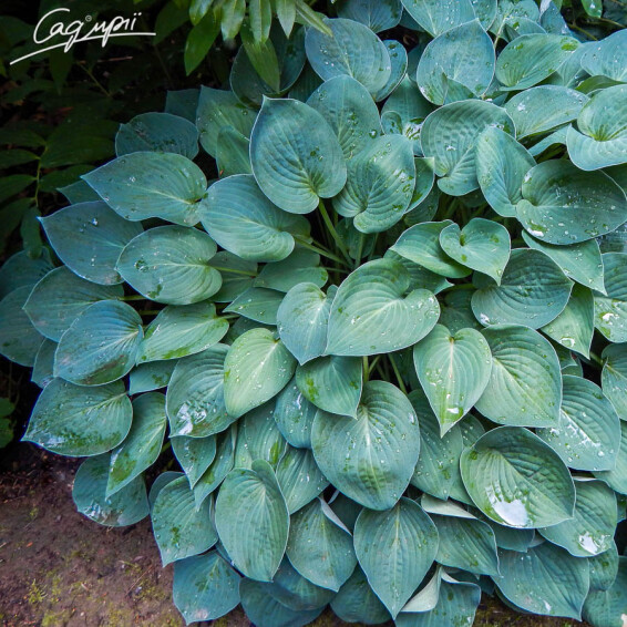 Хоста 'Blue Cadet' - 1