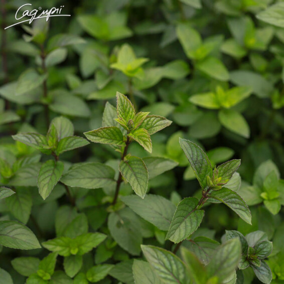 Мята перечная 'Chocolate' - 1 Мята перечная 'Chocolate' - 1