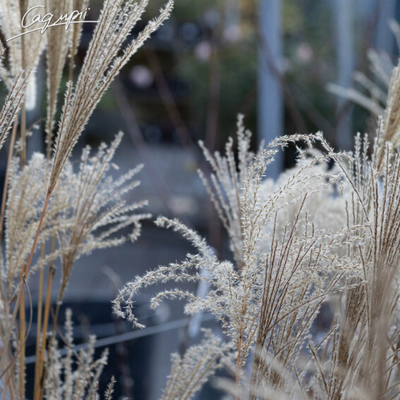 Міскантус китайський 'Ferner Osten', C3 - - 4