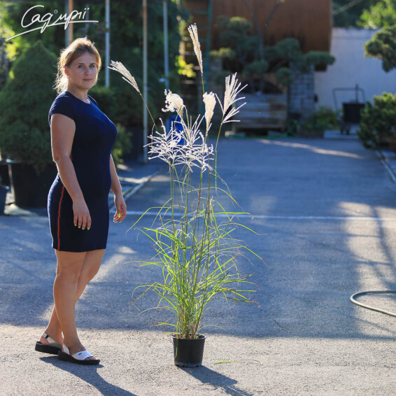 Міскантус китайський 'Ferner Osten' - 3