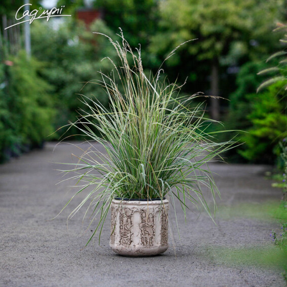 Куничник гостроквітковий 'Overdam' - 1