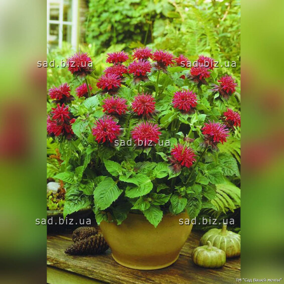 Монарда гибридная 'Fireball' - 2 Монарда гибридная 'Fireball' - 2