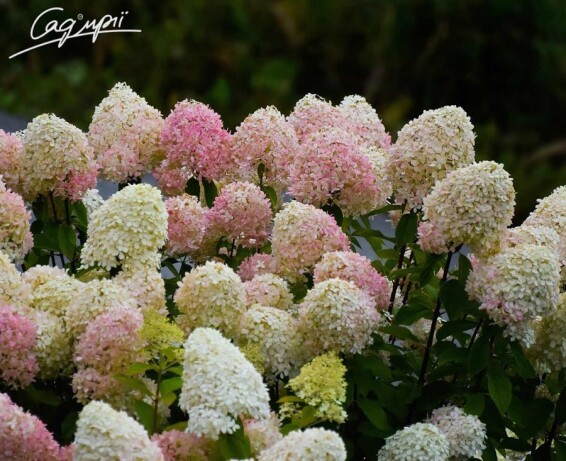 Гортензія волотиста 'Summer Love' - 2