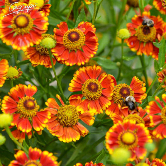 Гелениум гибридный 'Can Can' - 1