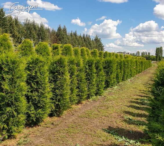 Туя западная 'Brabant' - 3