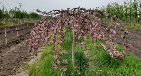 Плакучі форми