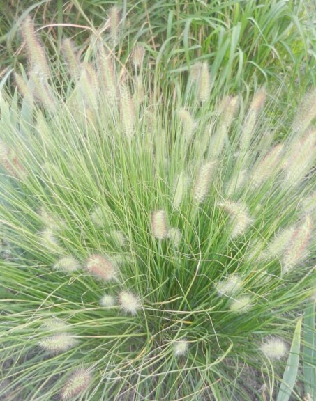 Пенісетум лисохвістний - 1