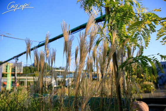 Міскантус китайський 'Kleine Fontane', C3 - - 8