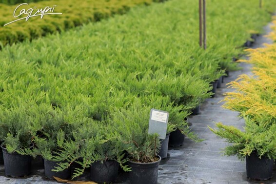 Ялівець козацький 'Tamariscifolia' #4, C7 40-60 - 5