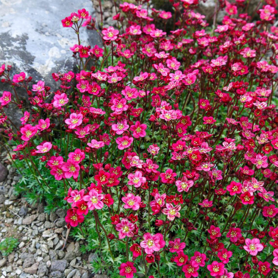 Ломикамінь Арендса 'Peter Pan' - 2 Ломикамінь Арендса 'Peter Pan' - 2