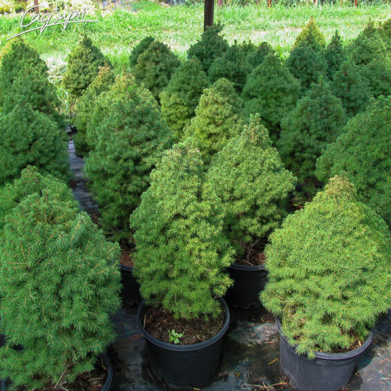 Ялина сиза 'Conica' #2, C110 - 100-125 - - 3