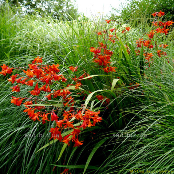 Крокосмія гібридна 'Red King' - 3