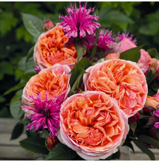 Роза 'Chippendale'