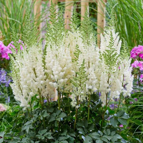 Астильба арендса 'Close Harmony' ® PBR #1, С2 - - 1