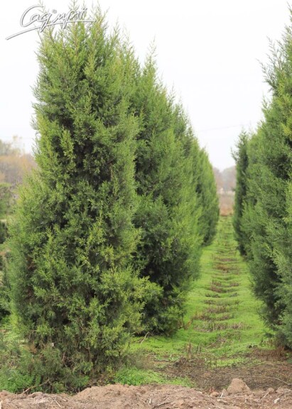 Ялівець китайський 'Keteleerii' - 2