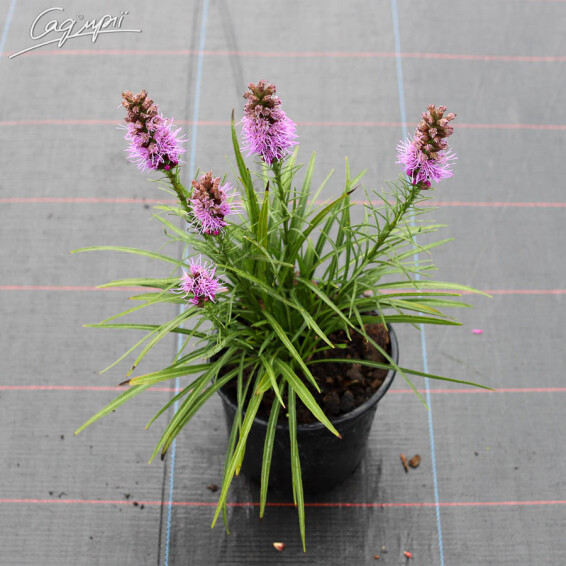 Ліатріс колосковий 'Floristan Violet', Р9 - - 1 Ліатріс колосковий 'Floristan Violet', Р9 - - 1