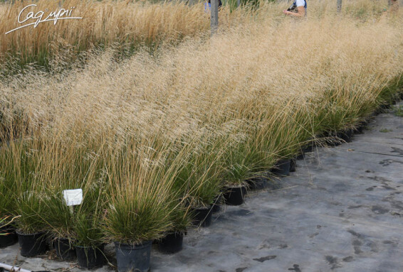 Луговик дернистый, C1 - - 1