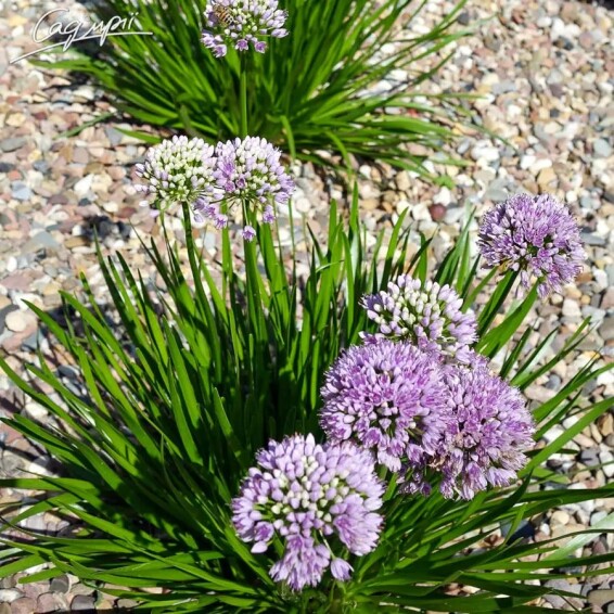 Цибуля старіюча 'Montanum' - 3