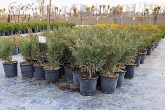 Ялівець козацький 'Blue Sparkle' - 3 Ялівець козацький 'Blue Sparkle' - 3